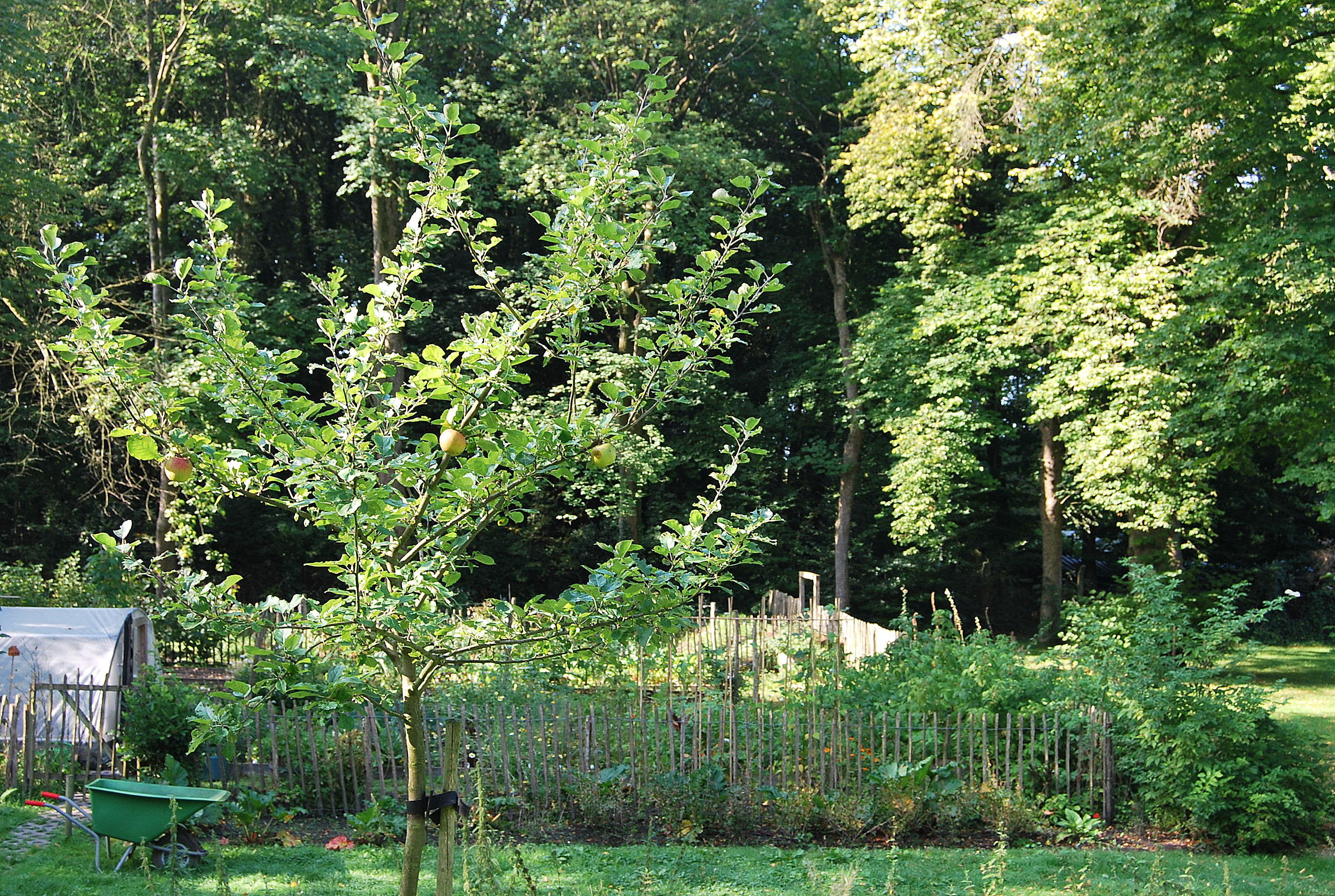 sfeerbeeld van de moestuin met op de voorgrond een boom uit de boomgaard en linksonder een kruiwagen